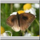 Maniola jurtina - Grosses Ochsenauge 02.jpg